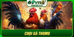 Chọi gà Thomo